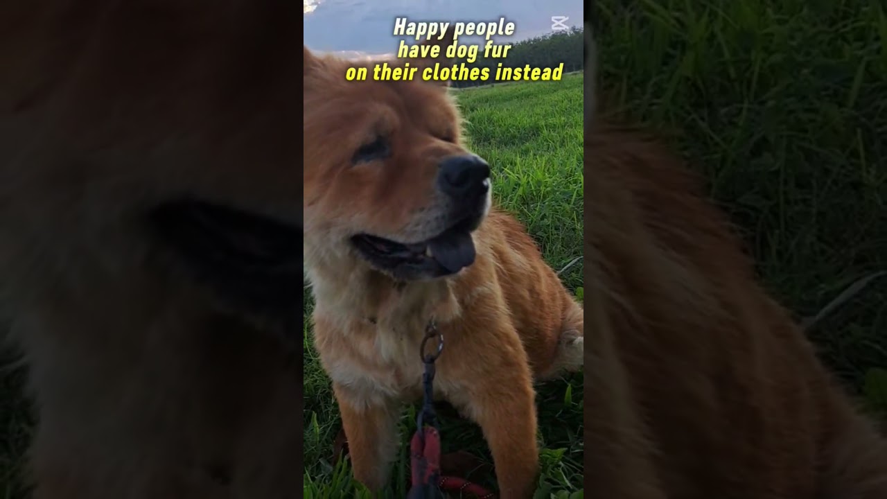 #dog #lifewithdogs