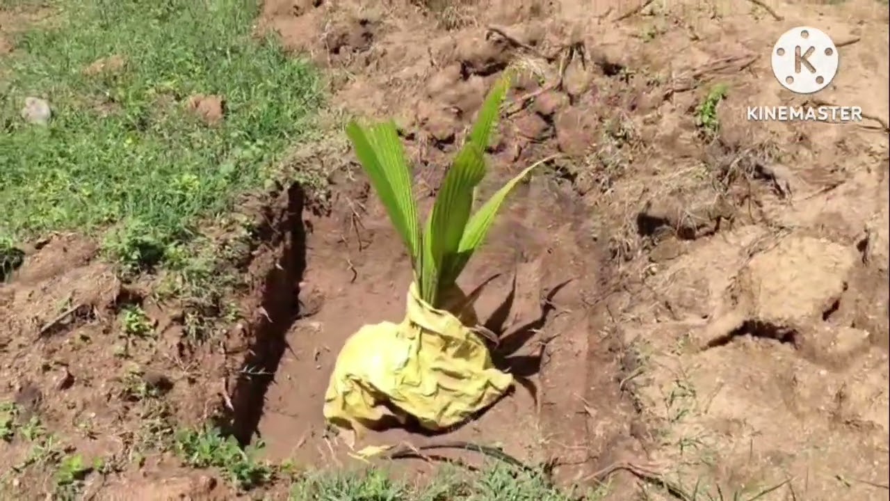 தேனி மாவட்டம் கடமலைக்காரன். 14குழி தென்னந்தோப்பு விற்பனைக்கு  உள்ளது.8144201894.