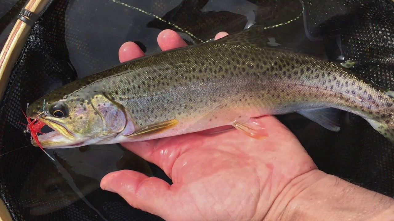 Sea-run Cutthroat: Alsea River