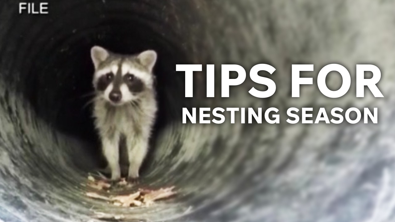 Nesting season is here; make sure your house has no vacancy