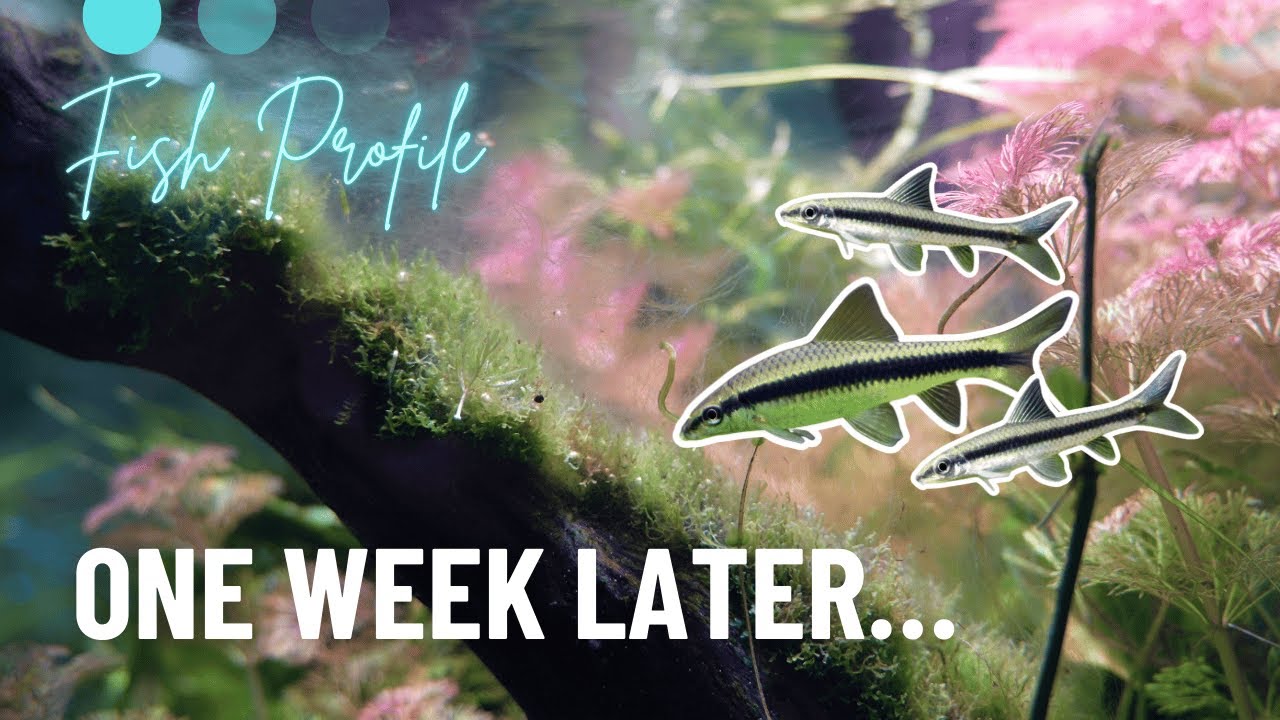 Siamese Algae Eaters vs Algae Bloom &ndash; Did They Save Our Tank?