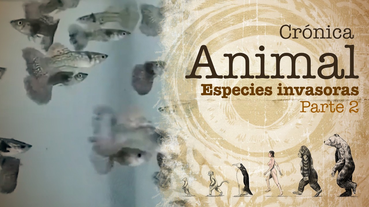 Crónica animal | Ep 7: Especies invasoras. Parte dos
