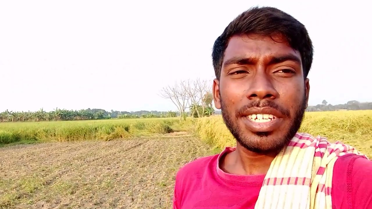 ধান কাটা শেষ হলো, তার পর ইংরেজিতে কথা বলা আরম্ভ করলাম | 