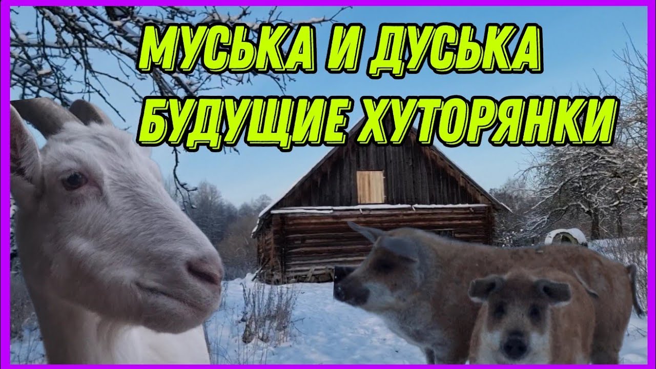 Хозяйство у родителей. Утро на хуторе 