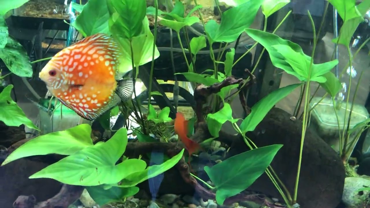 Some Really Cool Discus And Good Sized Swordtails