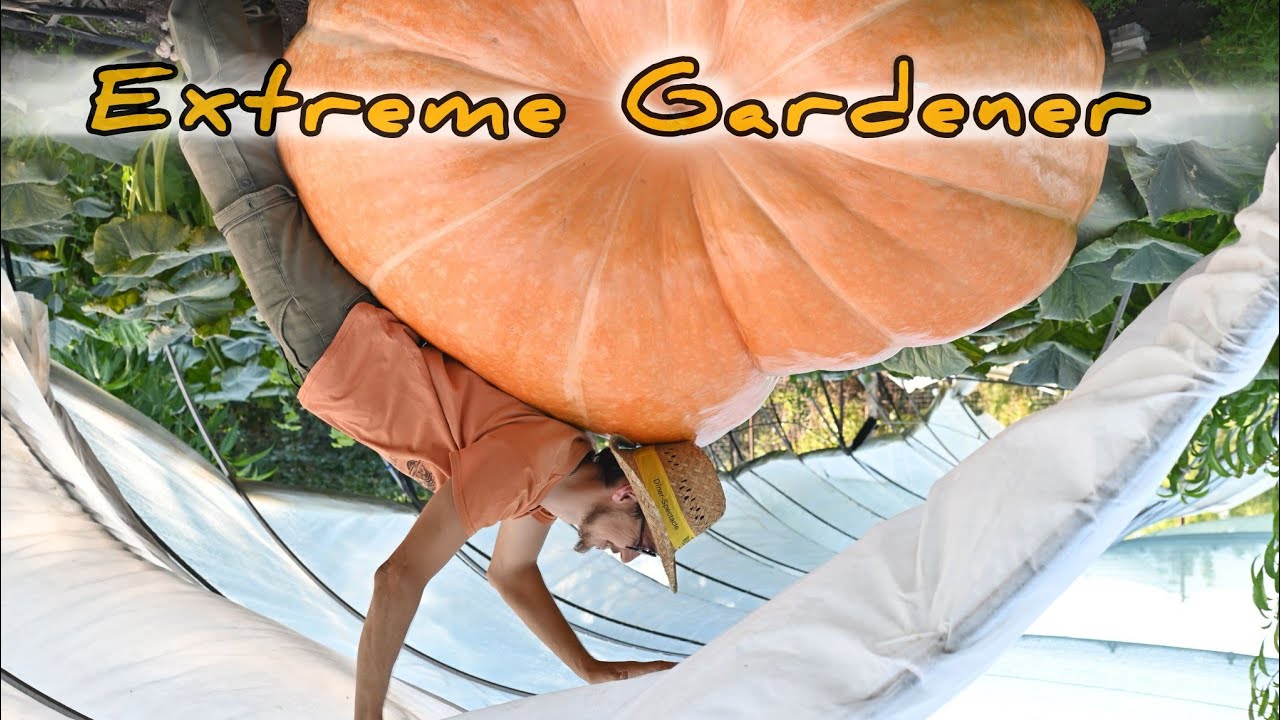 🚚 5. Доставка рассады Атлантический Гигант [Atlantic Giant] 2025