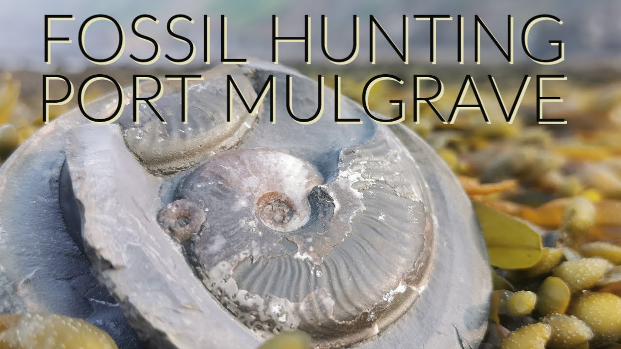 Fossil Hunting Yorkshire - port Mulgrave