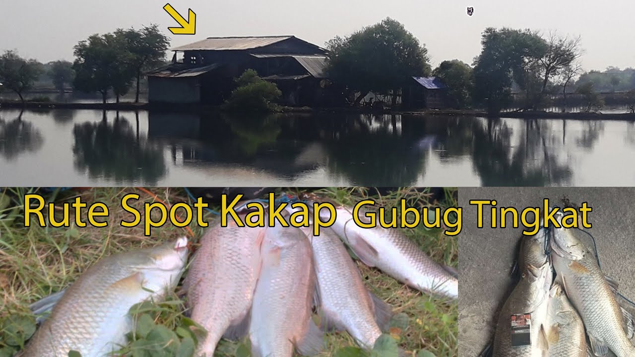 Rute mancing ikan kakap Gubug Tingkat   I Spot mancing kakap ,pelak,cukil,baramundi sidoarjo