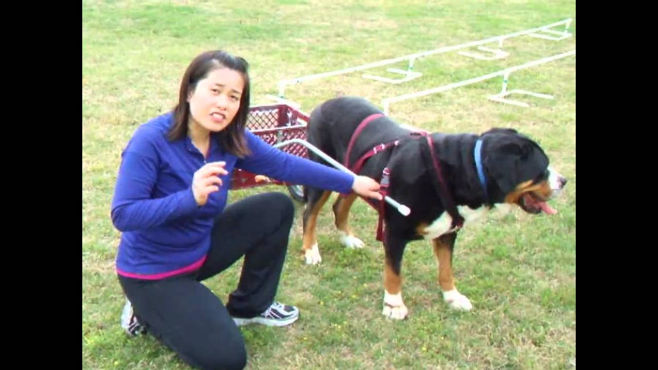 Teaching a draft dog to turn and perform 360s - Greater Swiss Mountain Dog