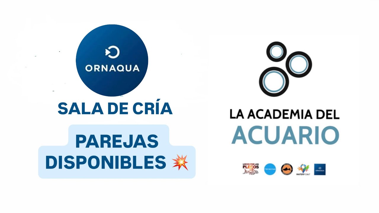 SALA DE CRÍA DE ORNAQUA Y PAREJAS REPRODUCTORAS DISPONIBLES💥