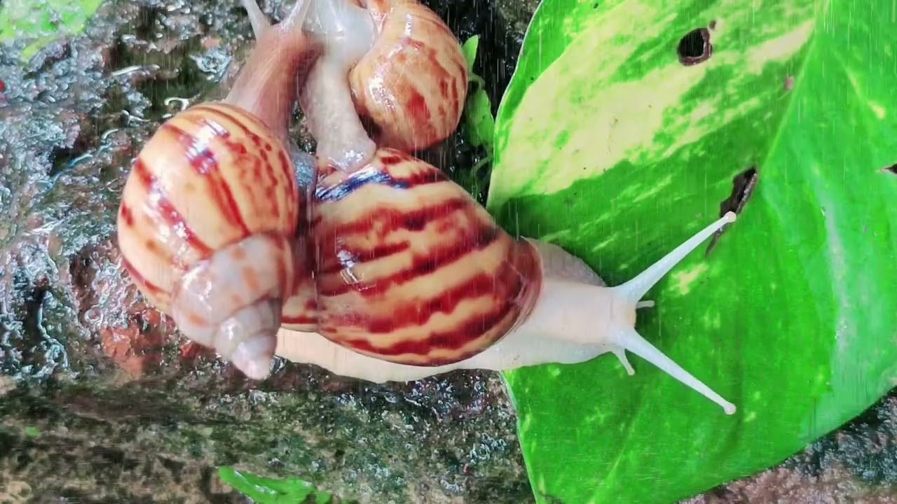Tiny Snail vs. Heavy Rainstorm | Relaxing Nature ASMR (4K)