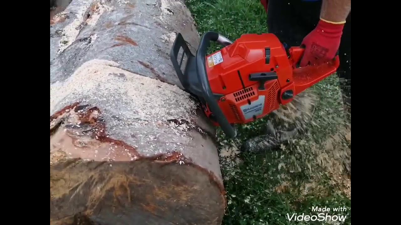 Drujba Husqvarna 365 în bușteanul gros de fag by #RadudelaMaramures.