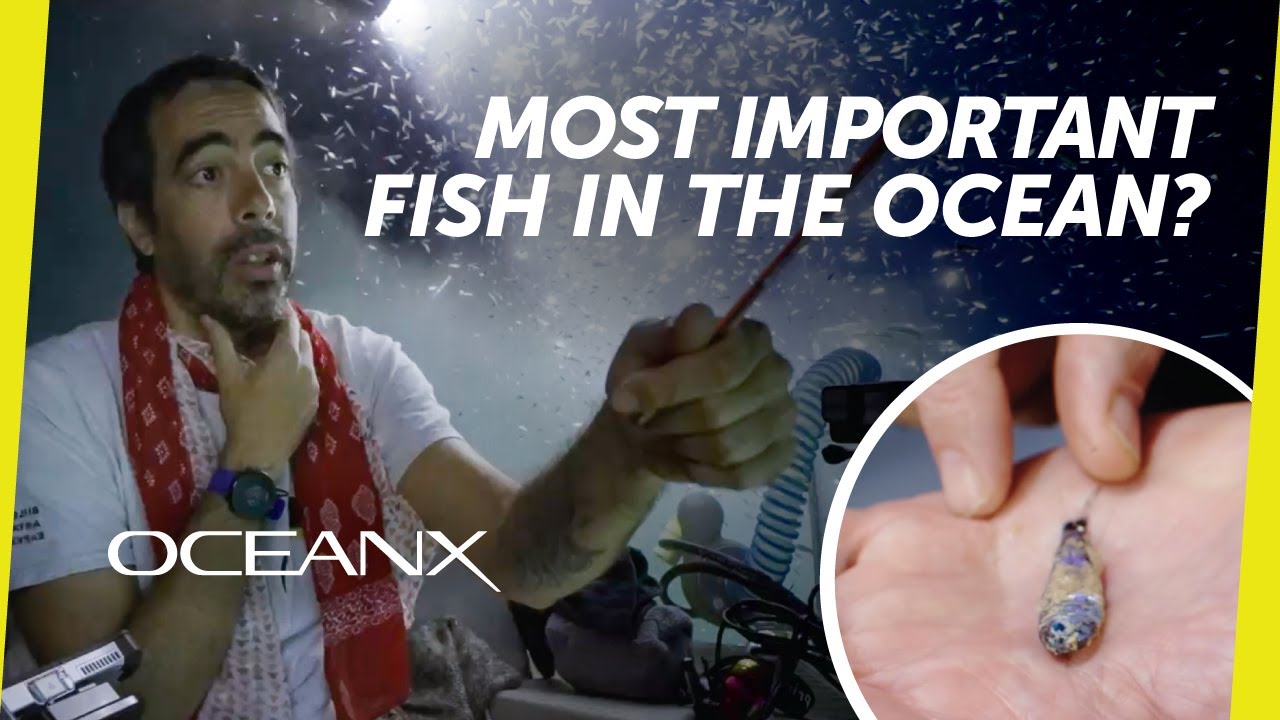 The World's Largest Migration And The Tiny Lanternfish