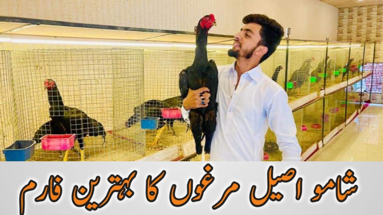 visiting imported fancy hens setup in Lahore |shamos|king shamo| oh shamo| ko-shamo