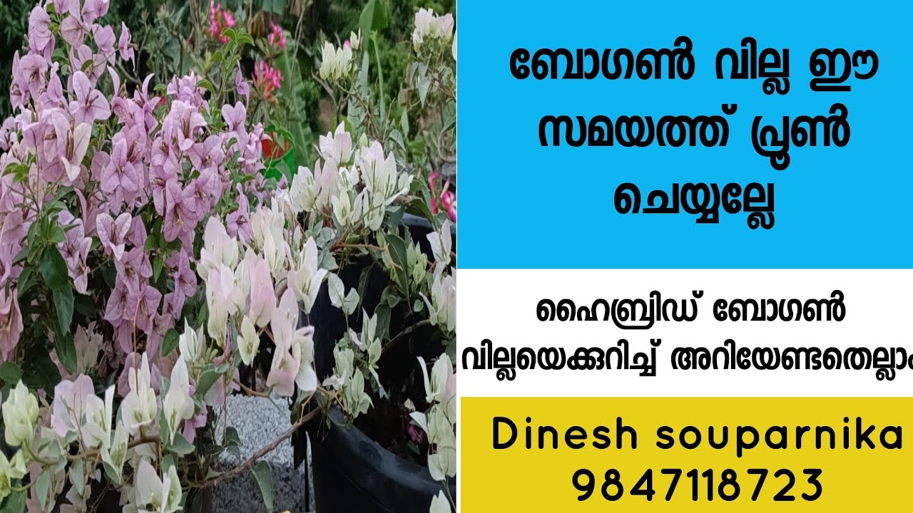 How to prune bogainville/ Best time