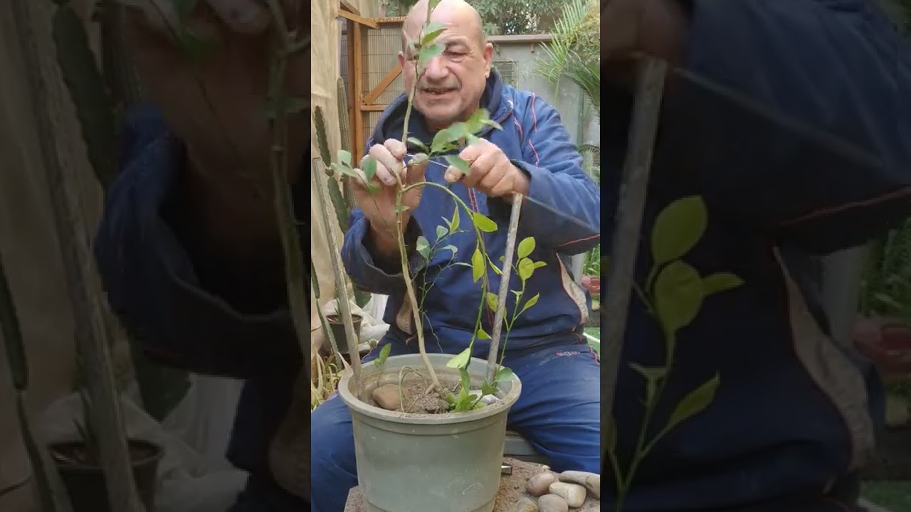 طريقة تقزيم شجرة الليمون وهى شتله صغيره