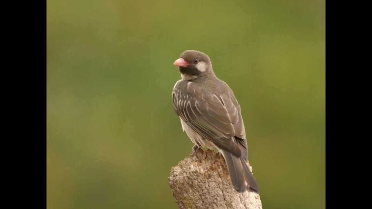 Greater Honeyguide