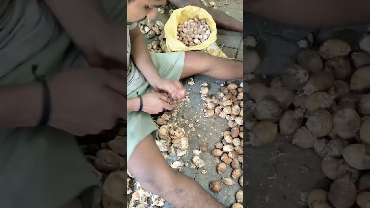 areca nuts peeling shorts video #youtube #trending #youtubeshorts #viral #arecanut