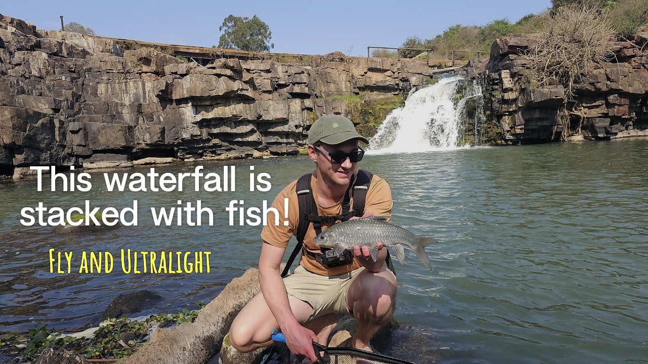Natal Scaly feeding frenzy in late winter | Fly fishing and ultralight lures