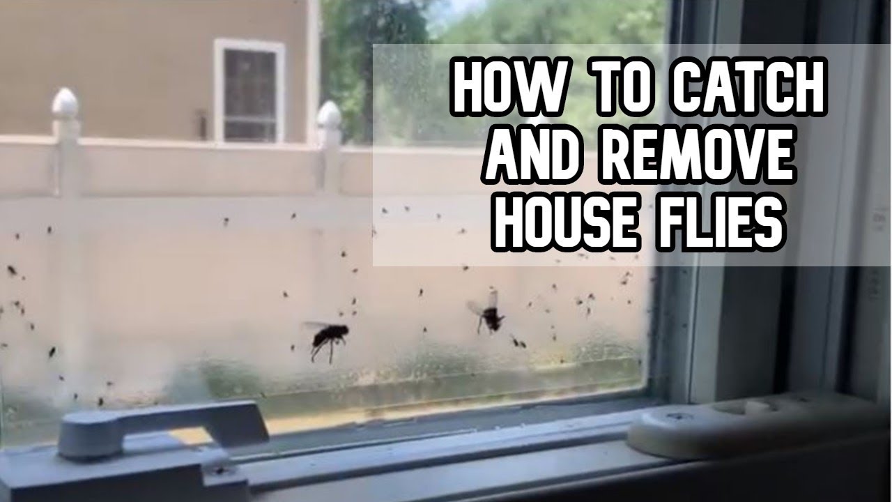 How to catch and remove flies - Catchmaster Window Fly Trap - DIY video #catchmaster #flies #trap