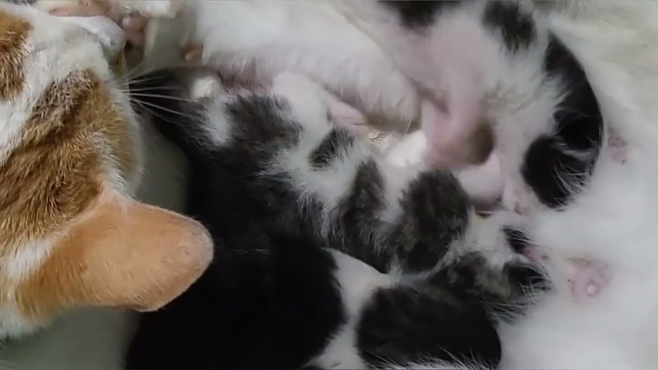 🐾❤️Mother Cat Helps Pregnant Cat Give Birth & They Raise the Kittens Together 