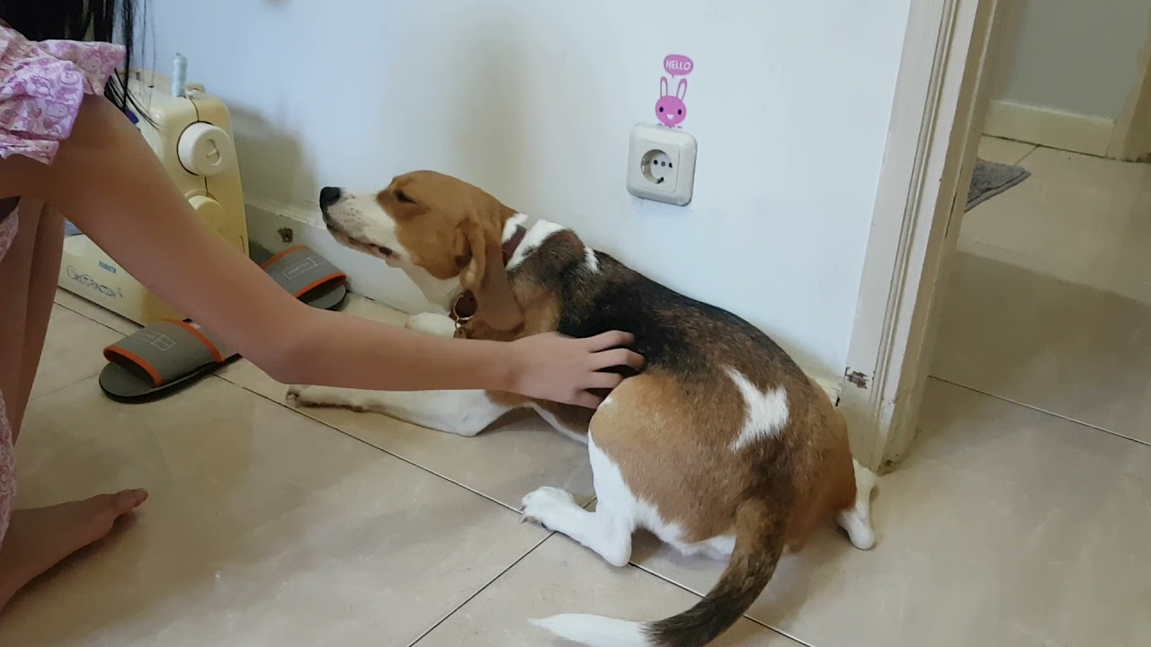 Beagle loves a good back scratching