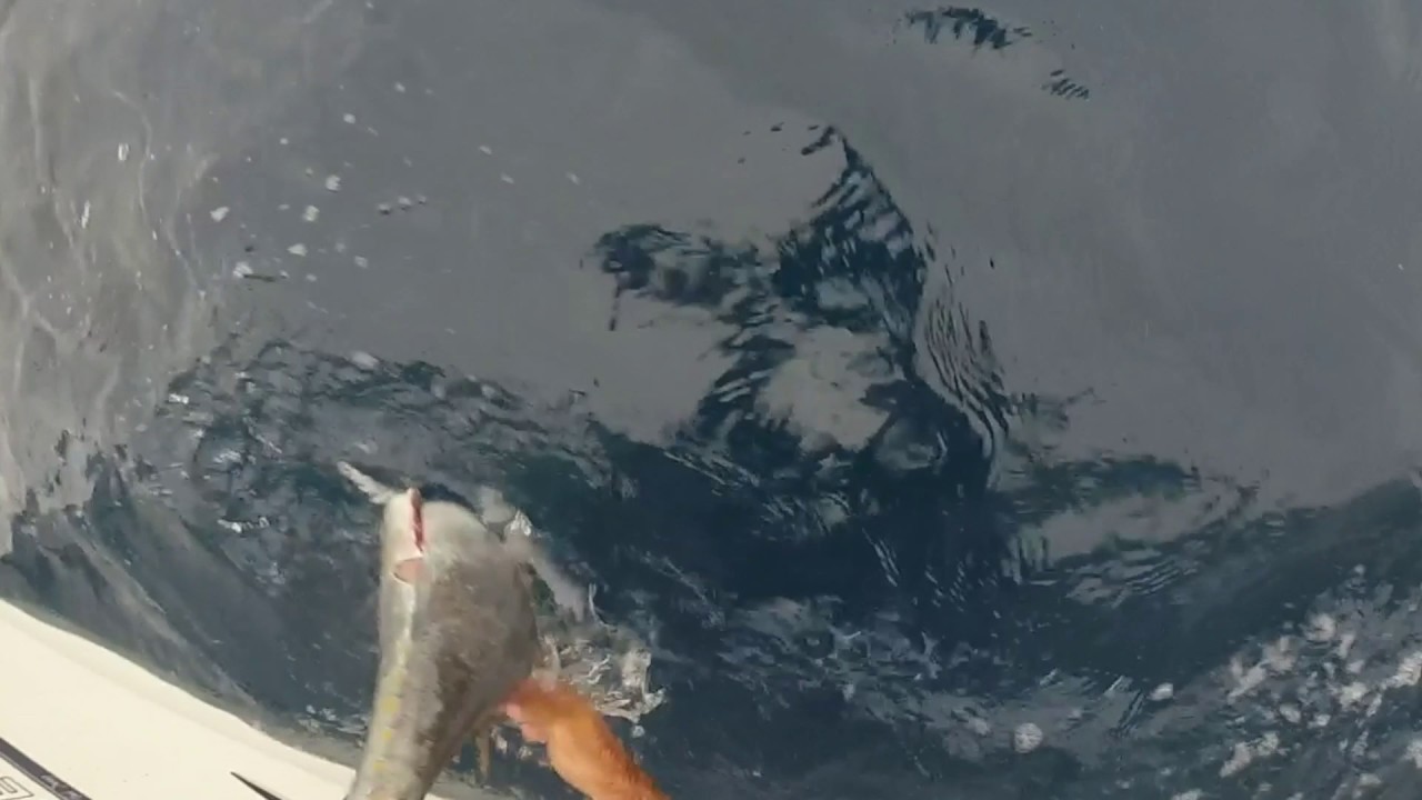 BLUEFIN TUNA CATCH CARE WITH FISHING SA MAGAZINE