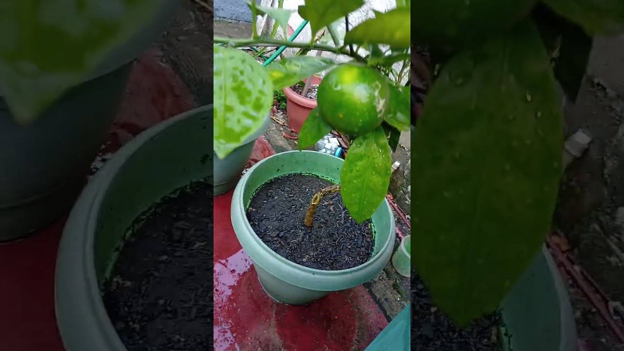 Plante em vaso minhas frutíferas em vaso. 