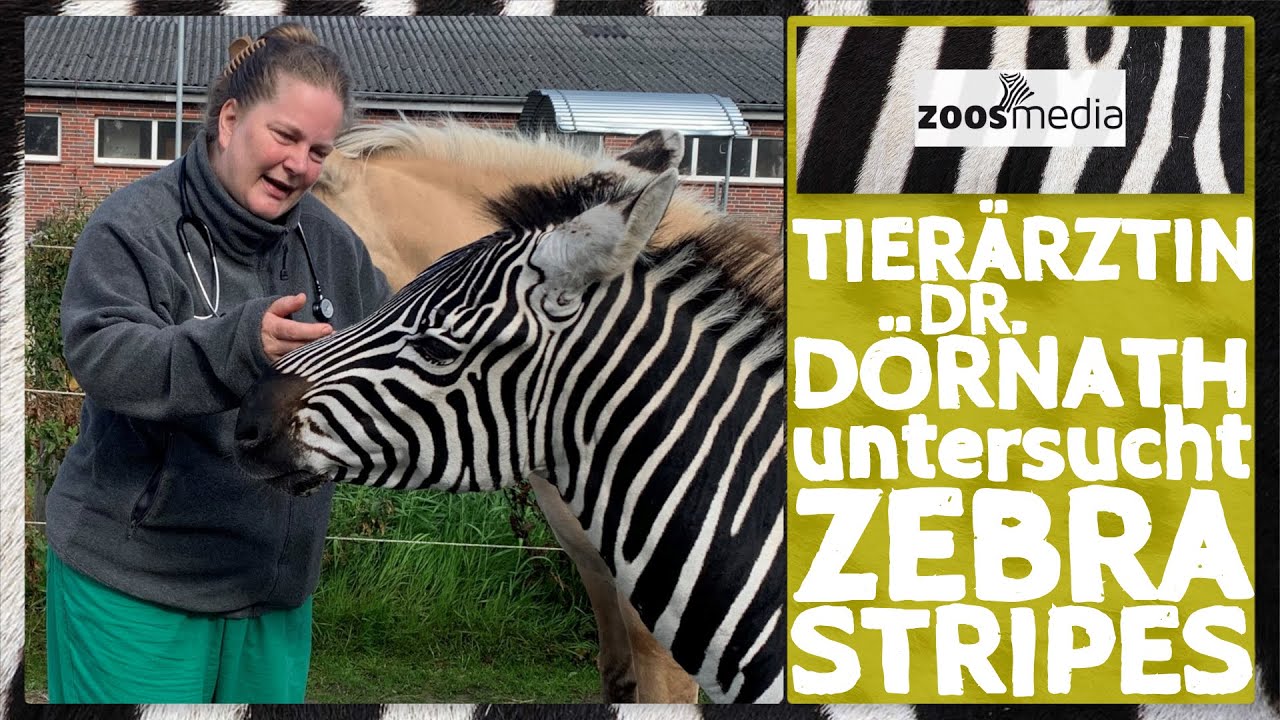 Dr. Dörnath untersucht Zebra STRIPES 🦓 | zoos.media
