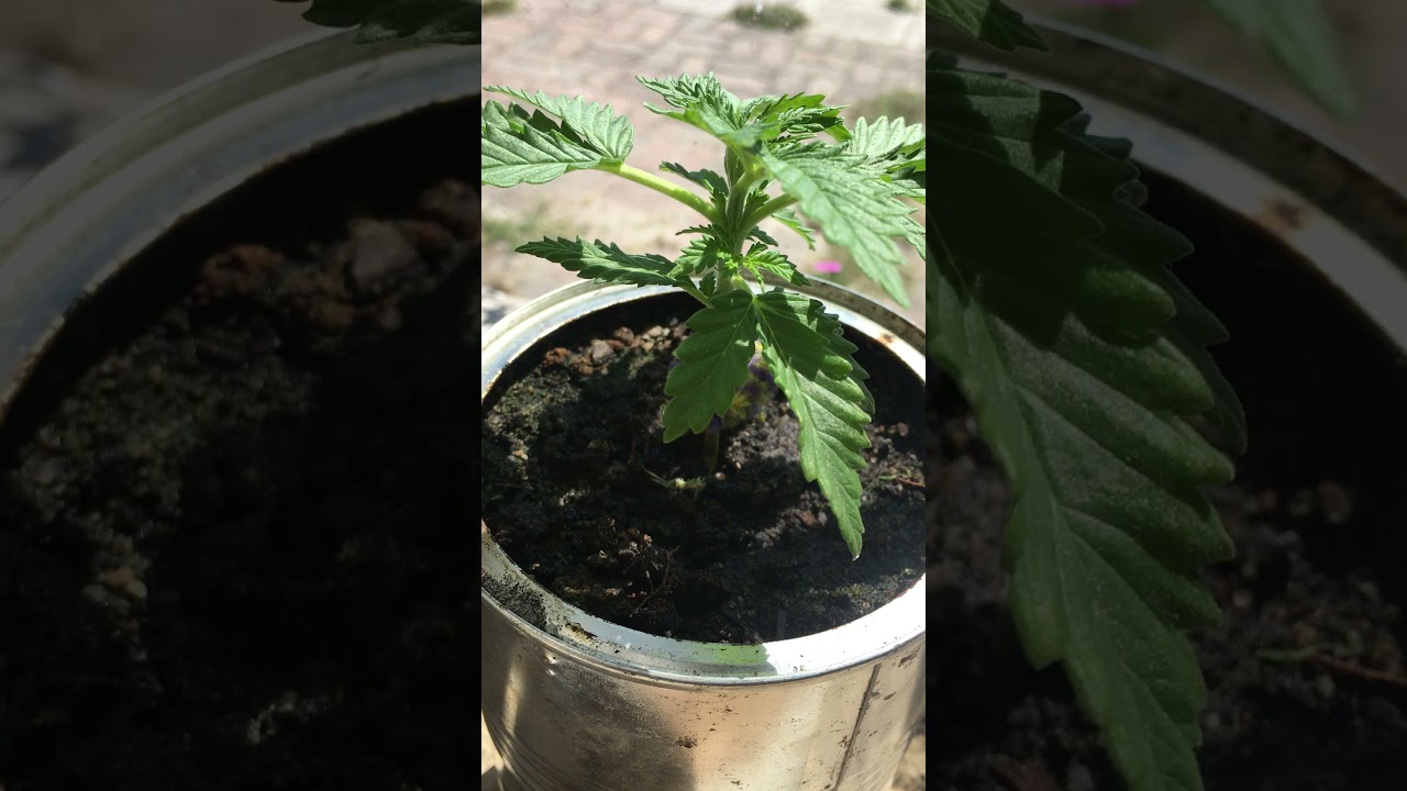 UPDATE ON THE CHERRY PIE INDOOR GROW AND FLOWERING LOCAL SKUNK