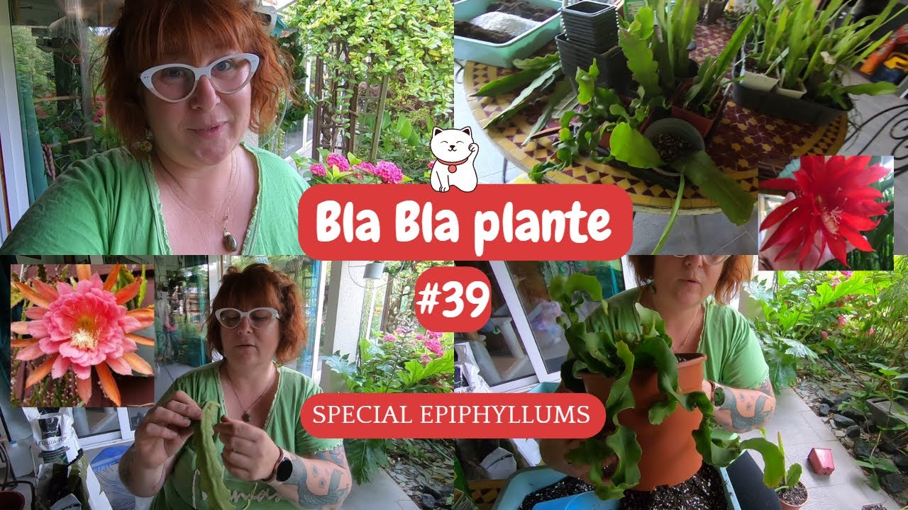 BLA BLA PLANTE #39 🌿 Spécial EPIPHYLLUM | Rempotage et bouturage | Substrat et engrais😉