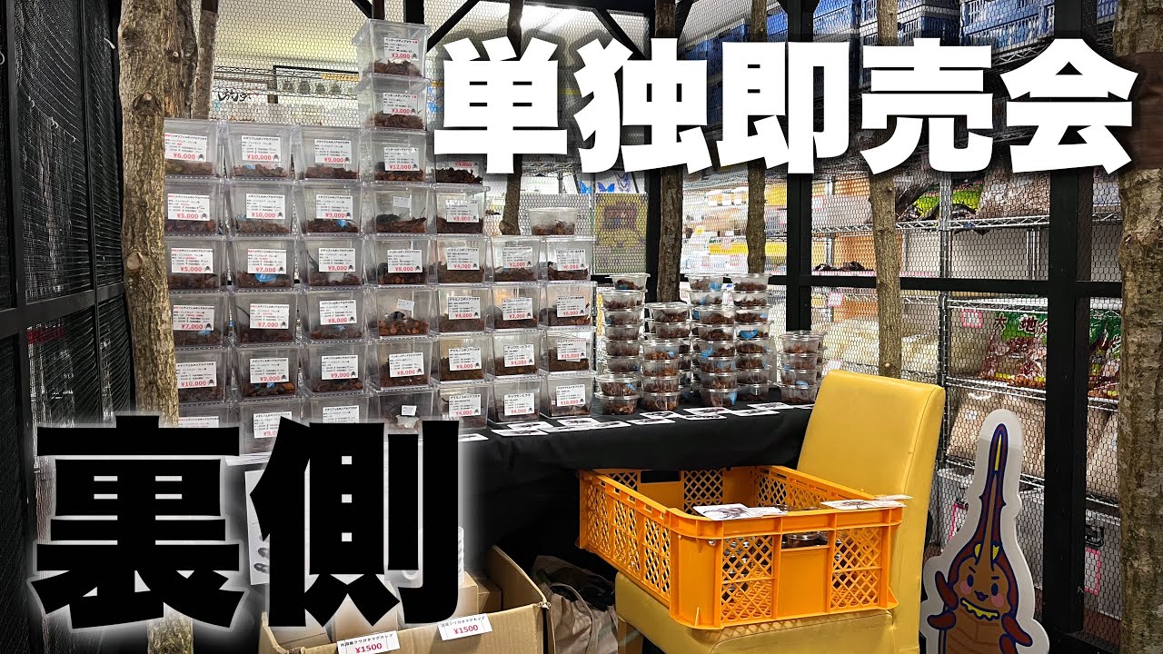 【イベント後日談】わたくわ即売会の裏側と感想 【Beetleon東京店イベント】