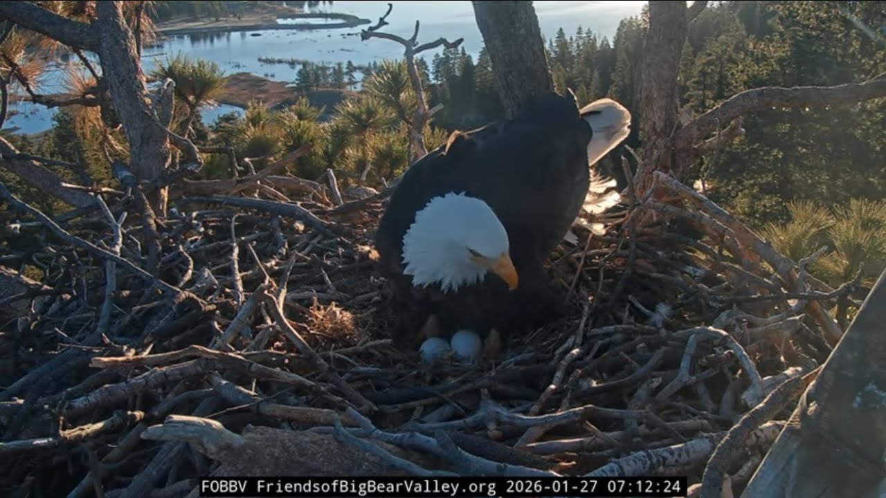 Big Bear Bald Eagle Live Nest Cam 2 Jackie lays her 2nd egg 1/26/26 at 17:09:24 Shadow sees egg 2