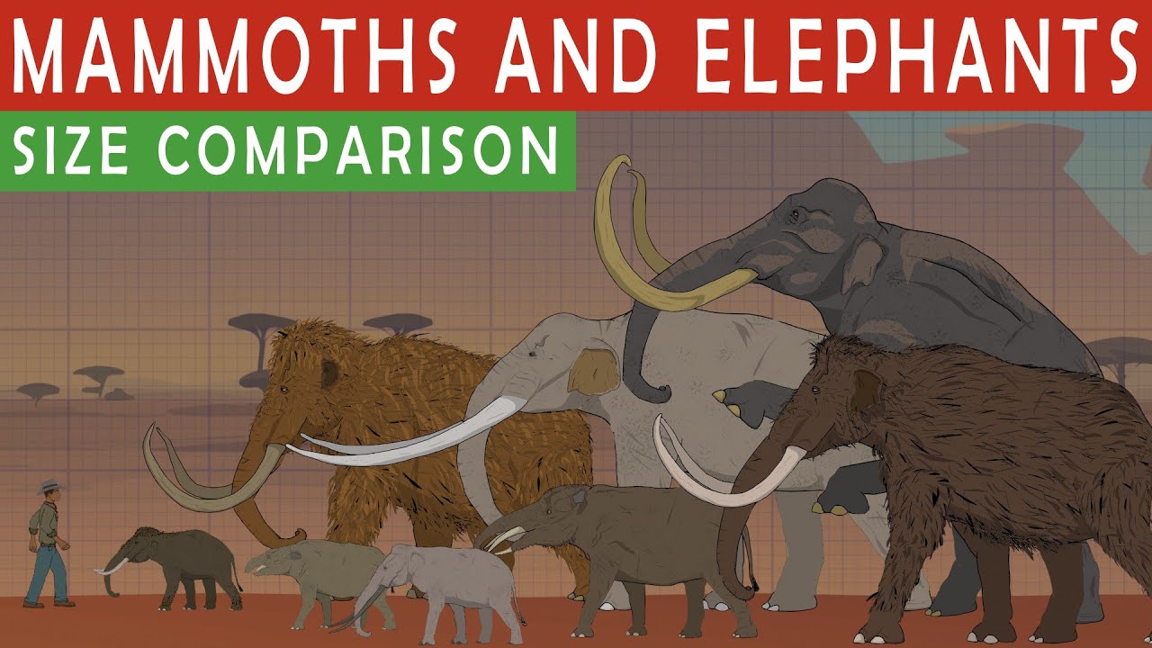 MAMMOTHS AND ELEPHANTS SIZE COMPARiSON | Living and Extinct