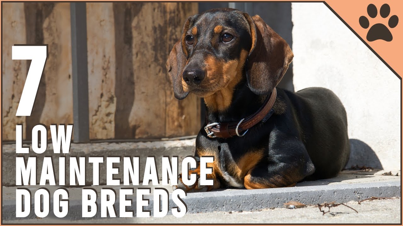 Top 7 Low Maintenance Small Dog Breeds | Dog World