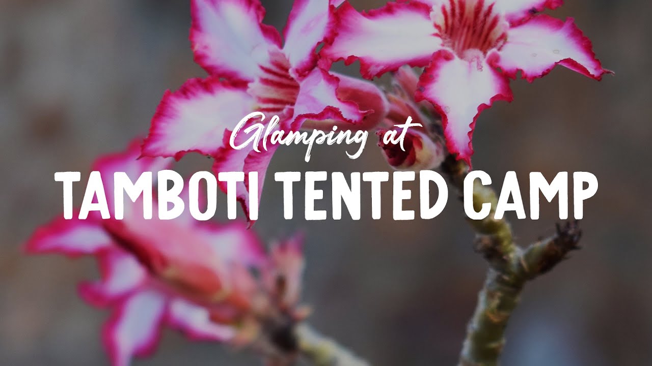 Glamping at Tamboti Tented Camp with our Jimny | Kruger National Park