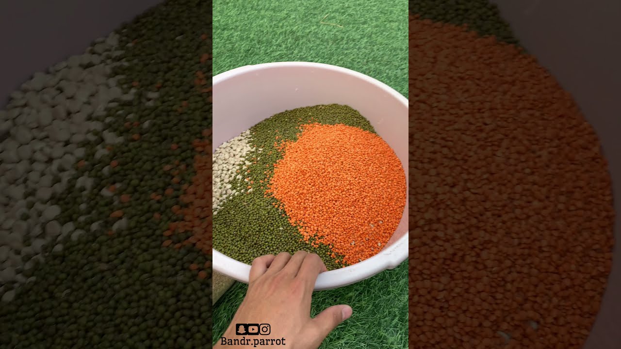 تجهيز المنقوع لجميع طيور الزينة روز بادجي كويكر كنيور كوكتيل كاسكو أفضل وجبة للإنتاج