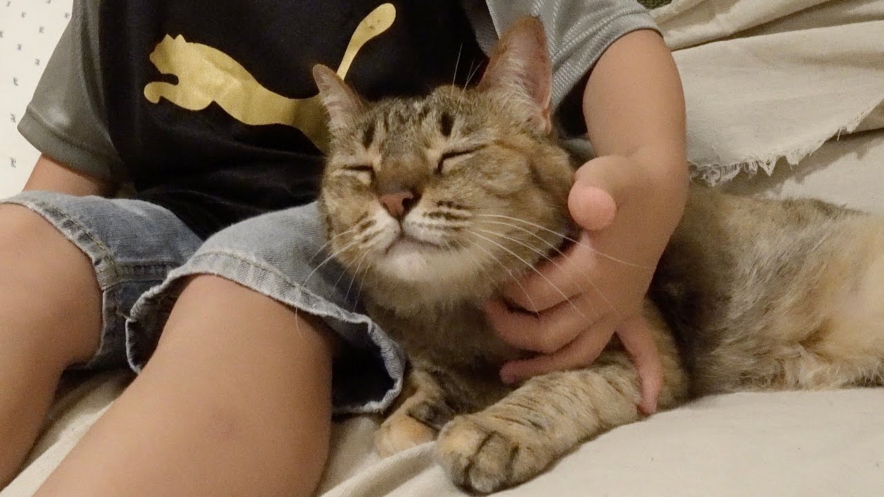 猫さんを2回目甥っ子に会わせてみた結果こうなりました｜ダイソーの猫ベッドが凄い