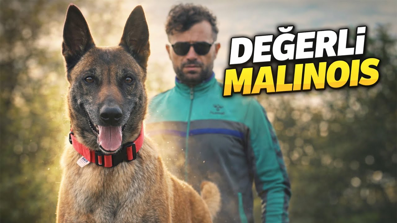 Bu Malinois Farklı! | Tina’yı Yakından Tanıyın