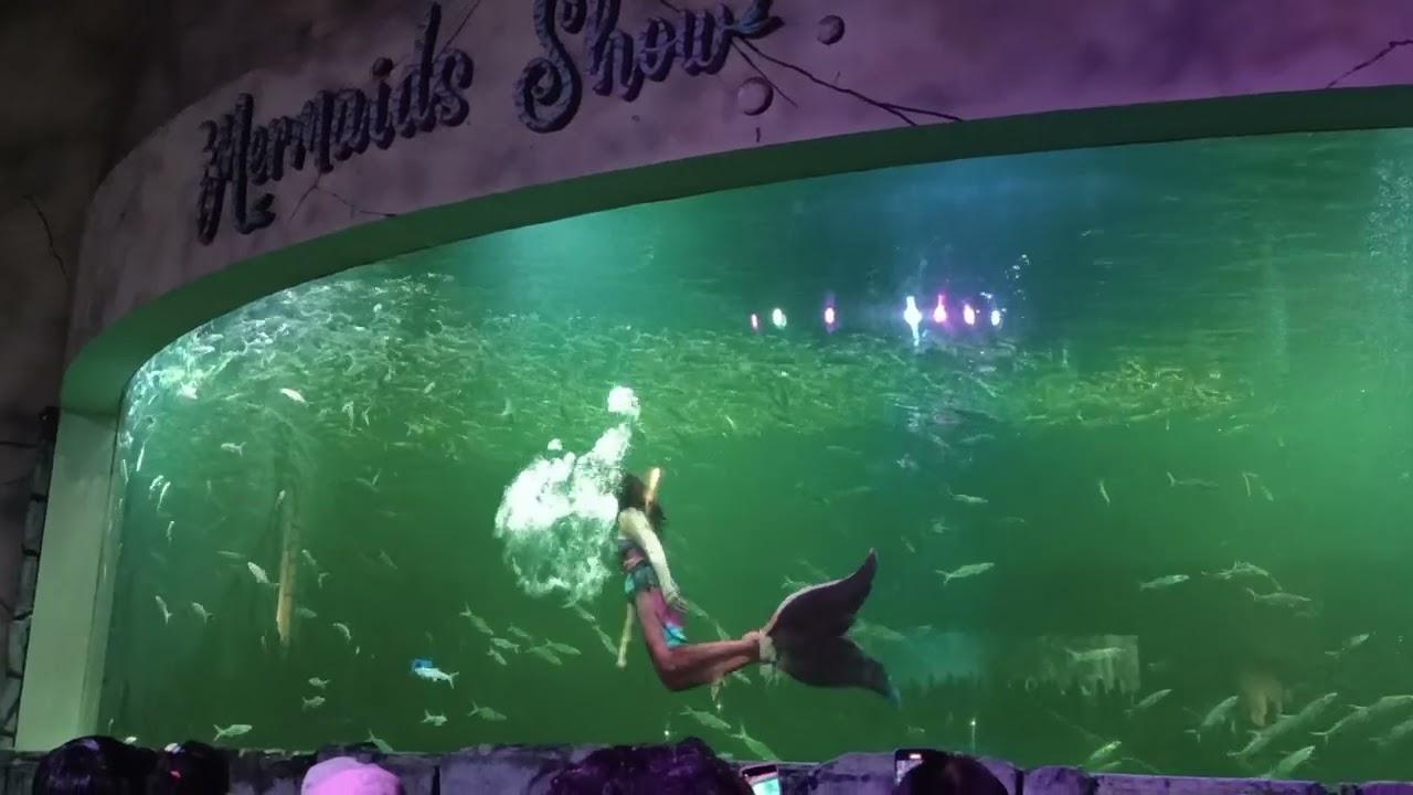 Ada Mermaid di Kolam Besar #ancol #tamanimpianjayaancol #video