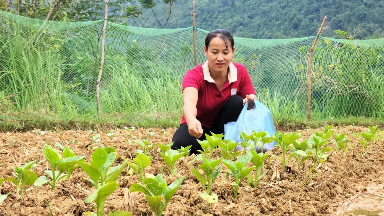 Harvest melons and take care of the vegetable garden | Lý Thị Viện