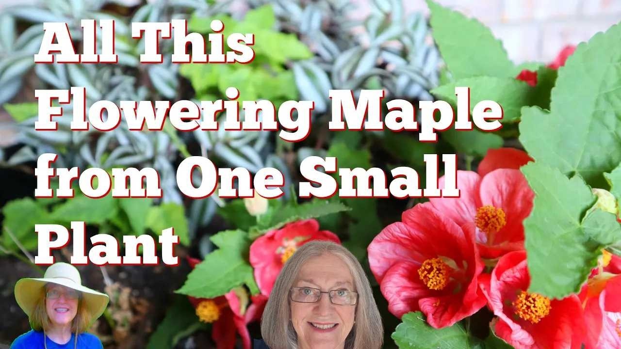 Flowering Maple Outside on Deck - All From My One Little Plant Last Year -  Power of Rooted Cuttings