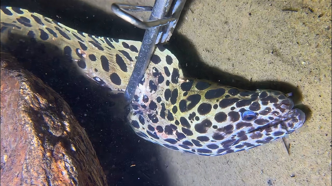 Live 🟢 –Peak Diving Moments - Like If Amazed！🦀🌊#diving  #fishing #hunting #shorts