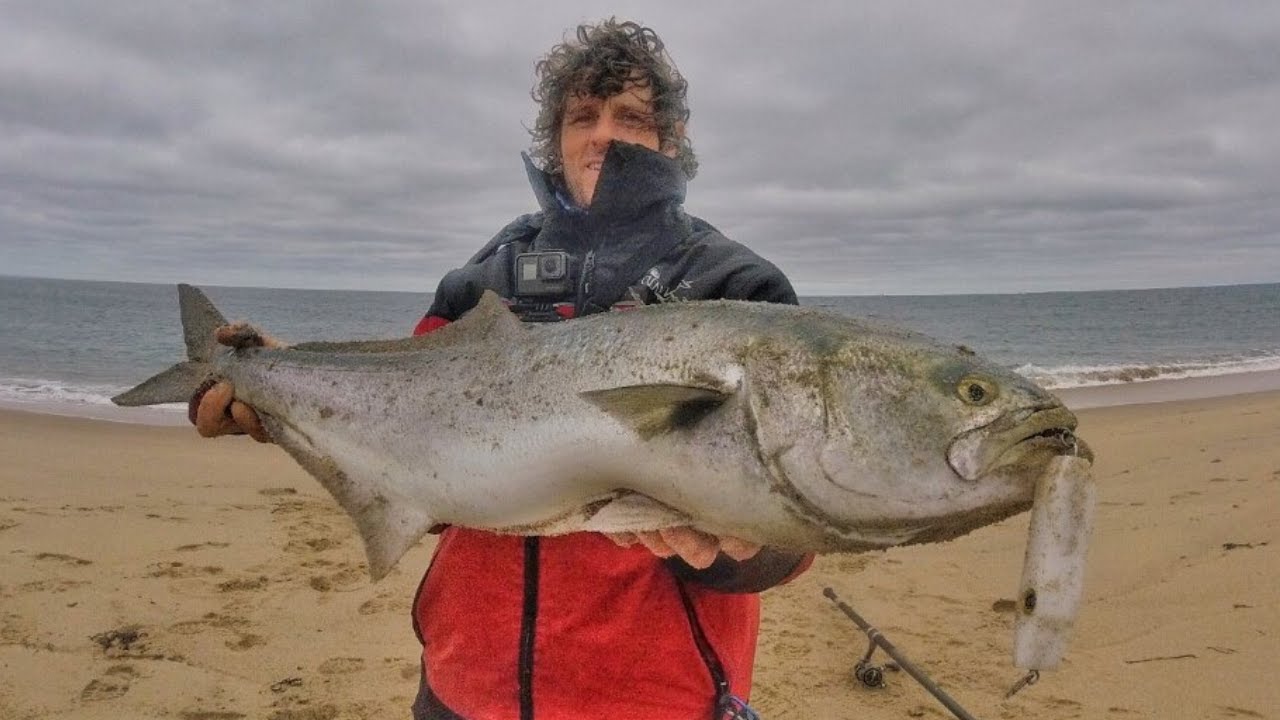 Big Bluefish On Topwater Samson Lures🎣(Big Bluefish/Gator Blues Blitz In USA)