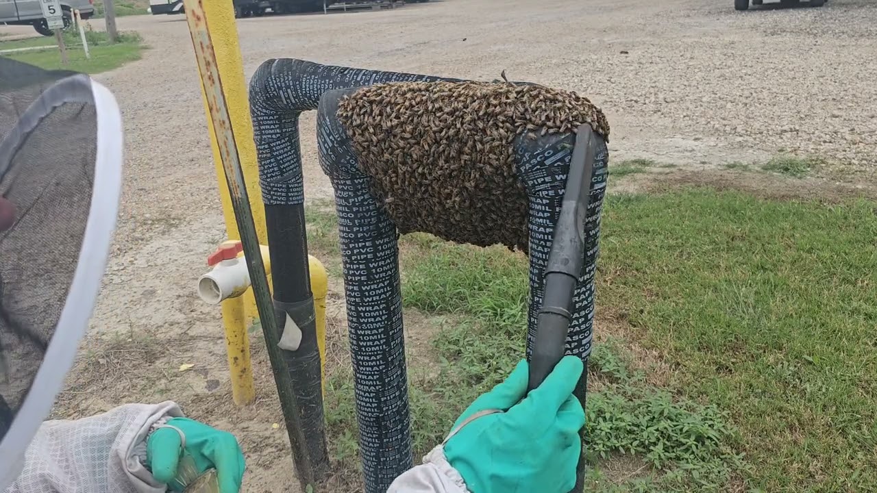 Live Honeybee Swarm Removal - Tivoli, Texas