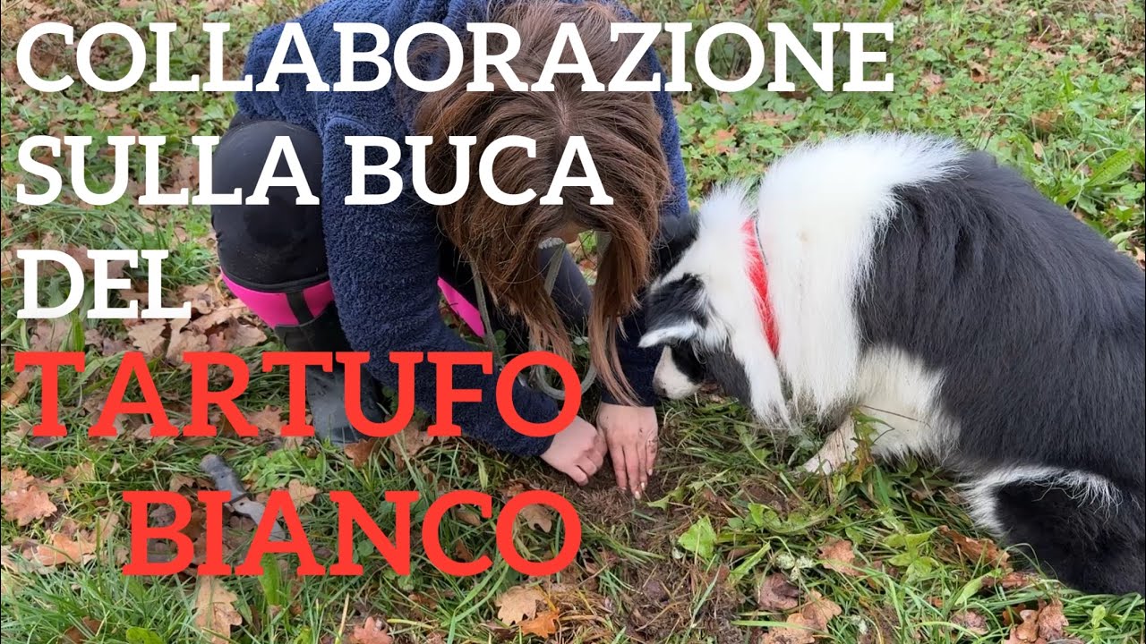 Interruzione della raspata sul tartufo bianco