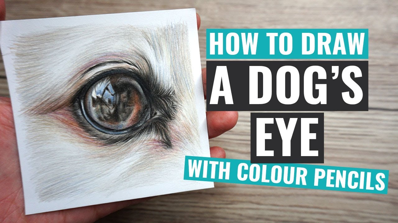 How to Draw a Dog's Eye With Colour Pencils - Polychromos Tutorial