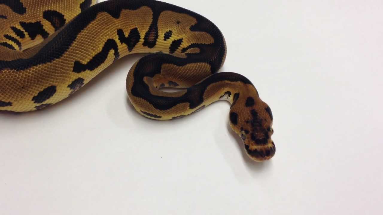 Morphs 101 - Advent Day 23 (Leopard Clown)