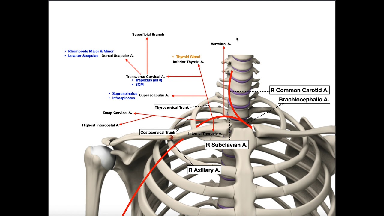 The Subclavian Artery | Branches & Divisions