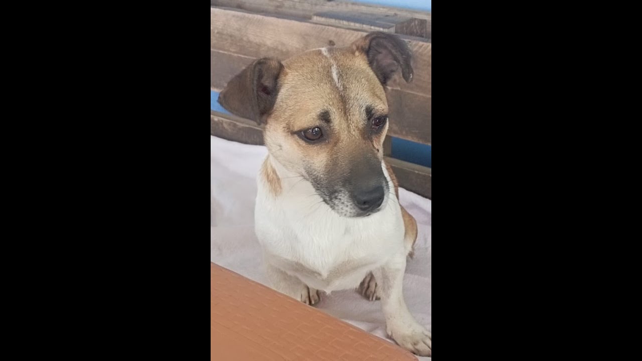 Alle diese großartigen Hunde und viele ihrer Freunde, suchen noch ein Zuhause.